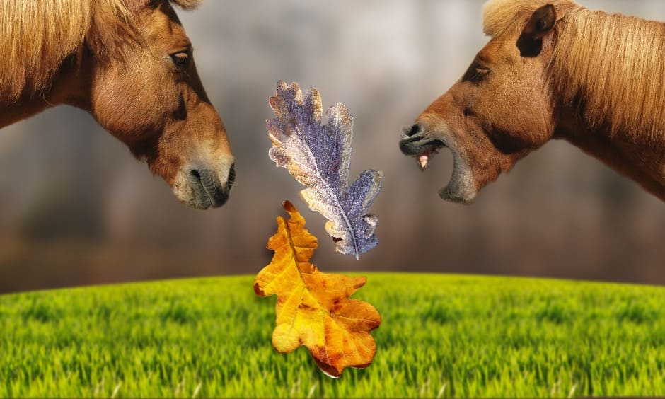 Stimmungsbild mit Drifandi